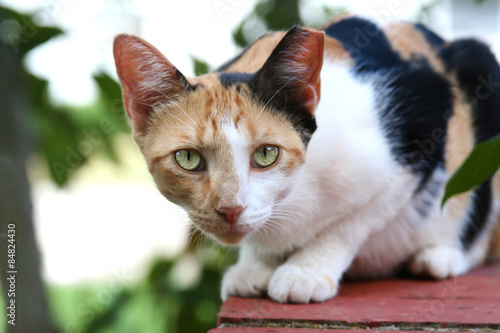 Feral Calico Cat