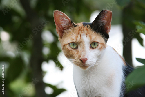 Feral Calico Cat