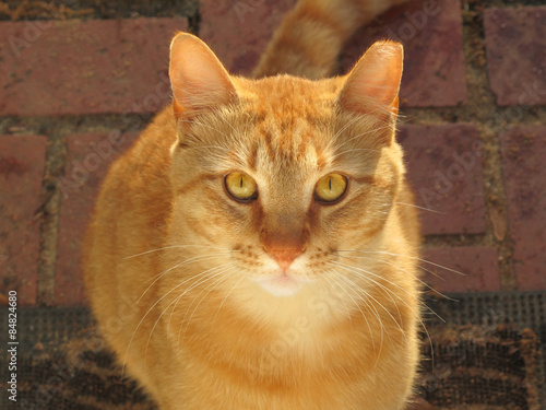 Big Orange Feral Cat at Back Door