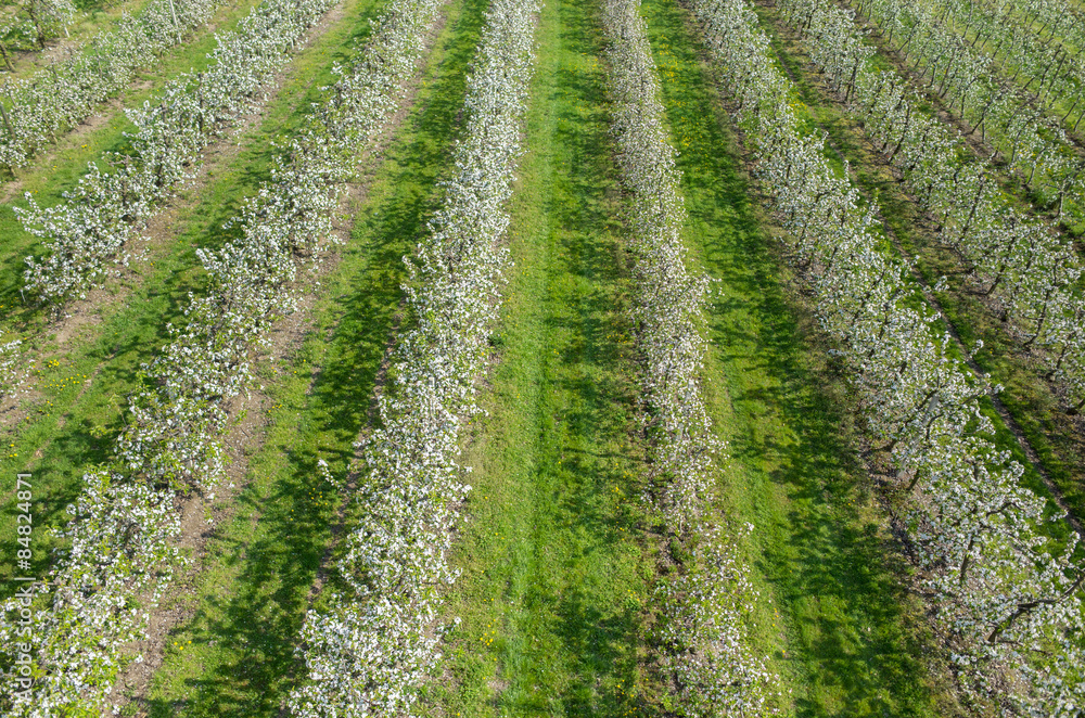Blooming apple orchard Blooming apple orchard