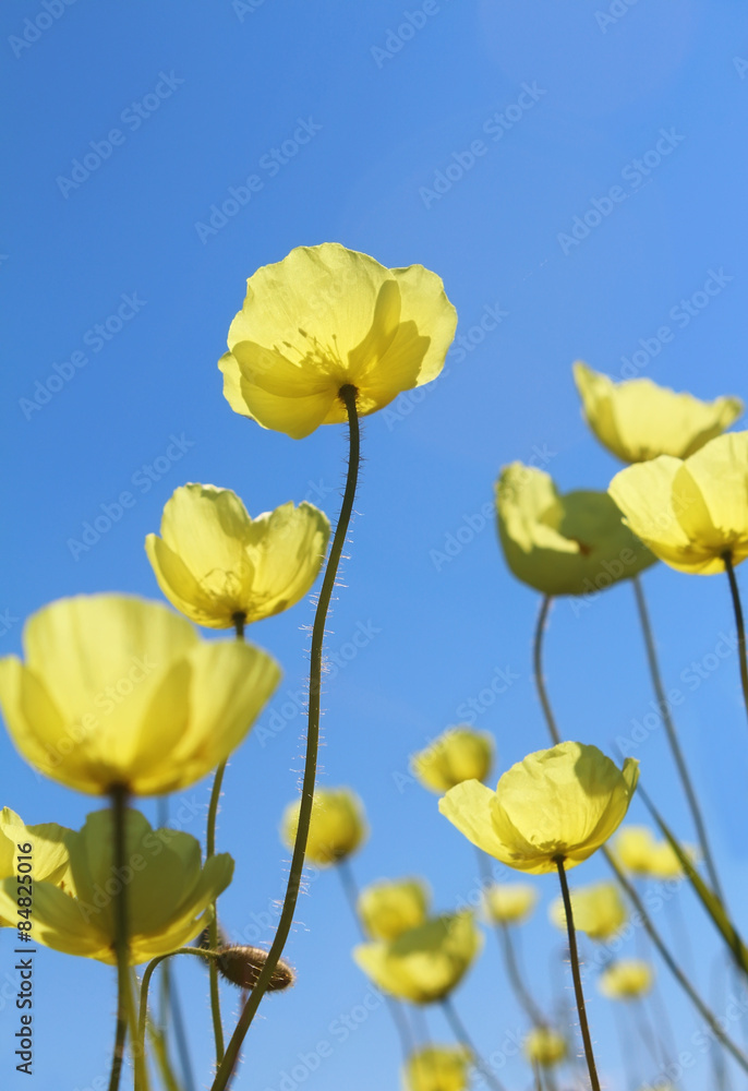 Fototapeta premium Wild yellow poppies against the clear blue sky
