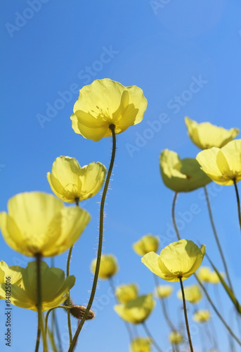 Wild yellow poppies against the clear blue sky