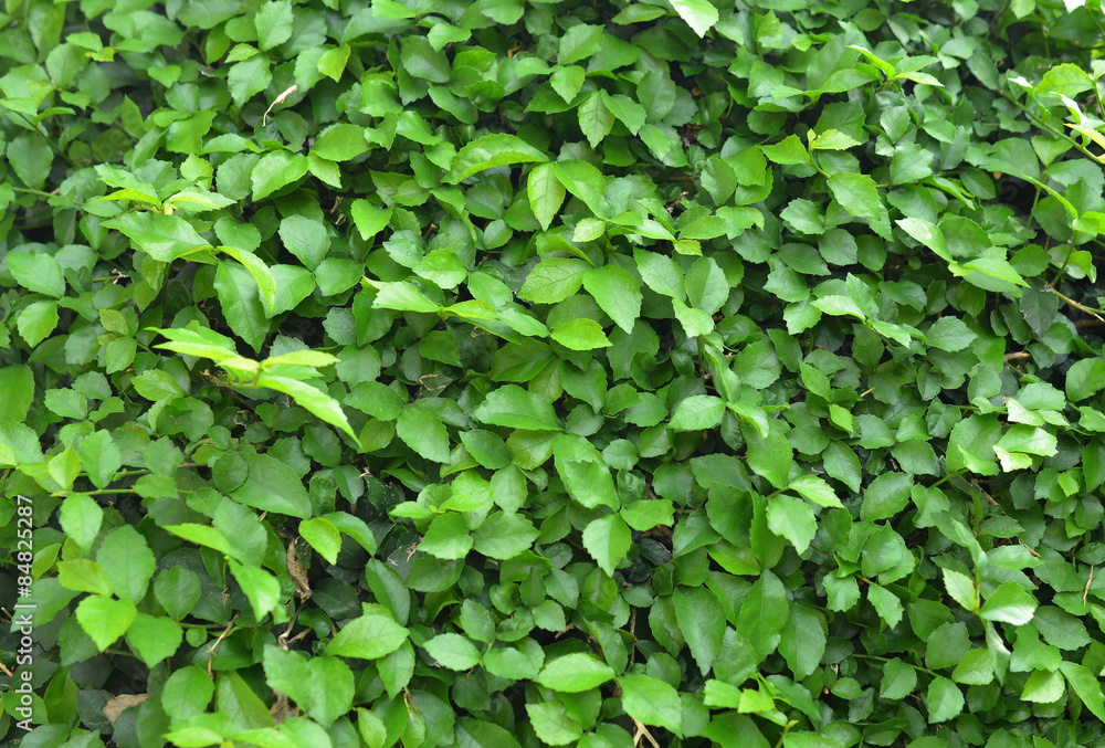 Fototapeta premium green leaf background