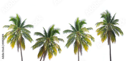 Coconut palms isolated on white background