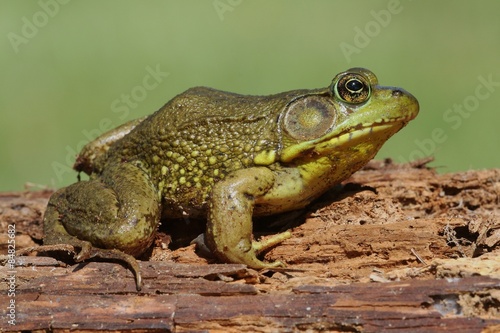 Green Frog (Rana clamitans) on a log