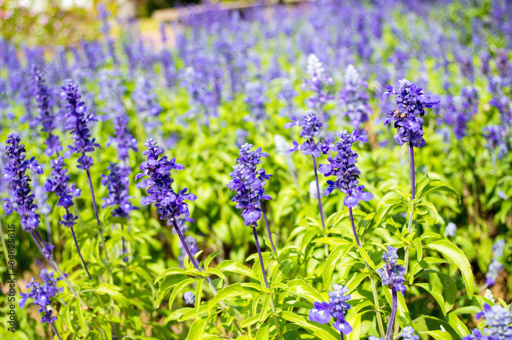 Clary Sage (Salvia sclarea) on the garden background Clary Sage (Salvia sclarea) on the garden background