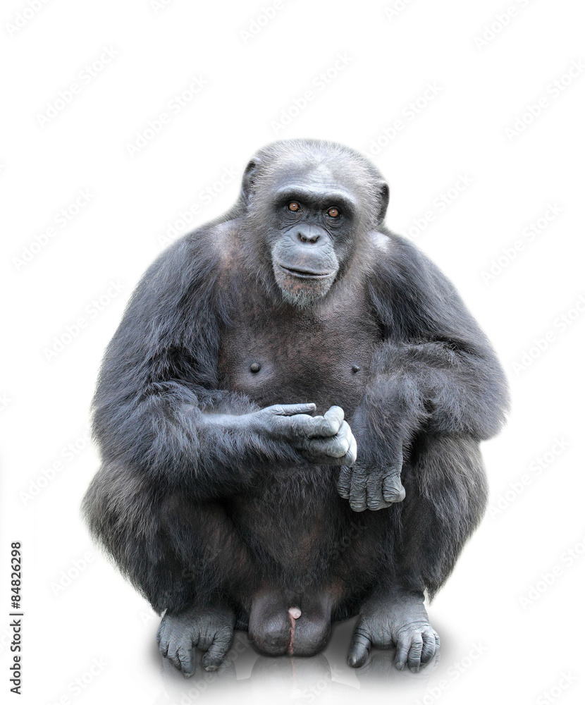 Fototapeta premium A gorilla sitting on white background, isolated