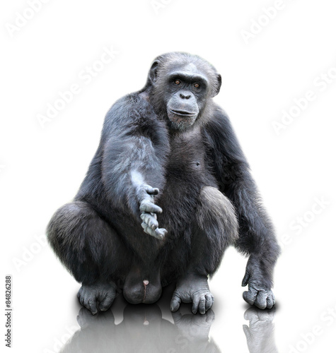 A gorilla sitting on white background, isolated