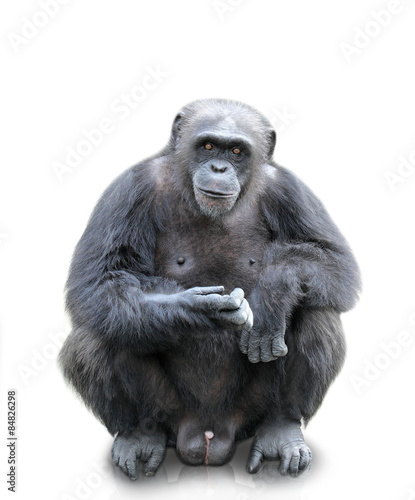 A gorilla sitting on white background, isolated © Odua Images