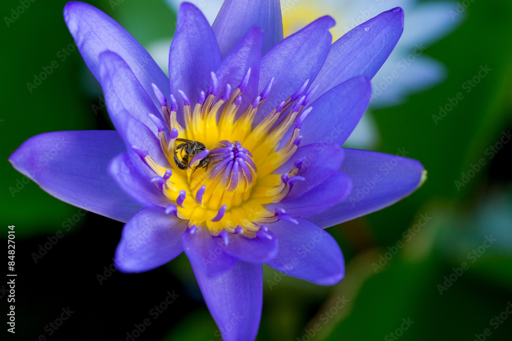 purple lotus purple lotus