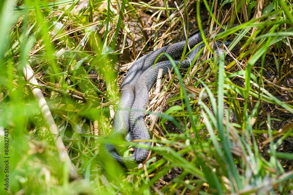 Obraz premium Grass-snake crawling in the grass