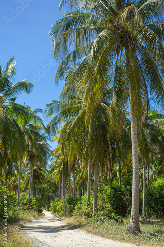 Nice rural road with palm trees in Thailand