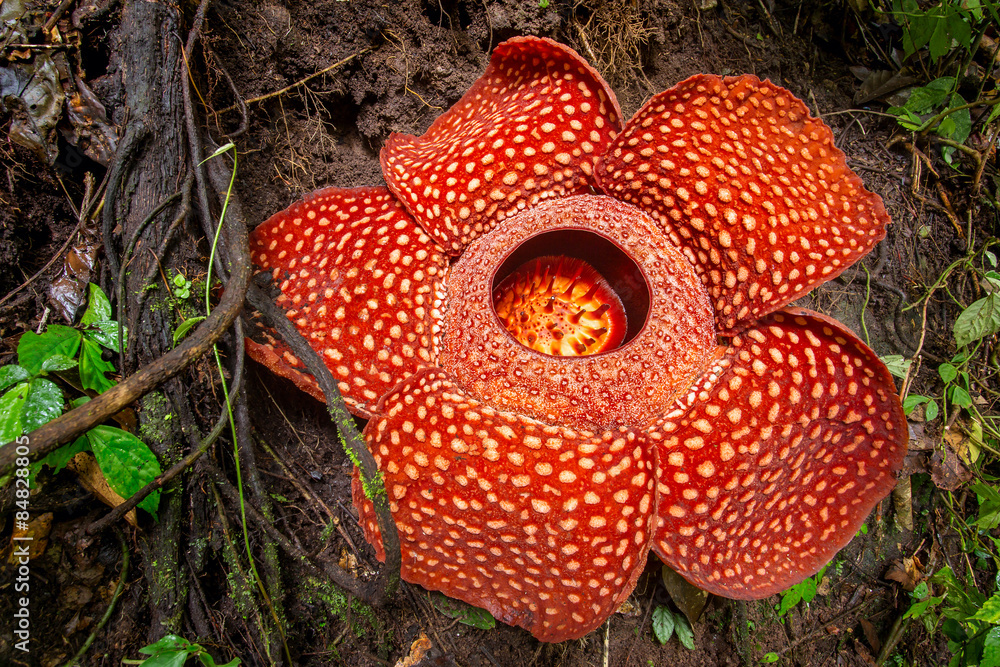 Obraz premium Rafflesia, the biggest flower in the world , Sumatra, Indonesia