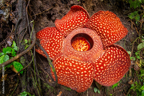 Fototapeta Naklejka Na Ścianę i Meble -  Rafflesia, the biggest flower in the world , Sumatra, Indonesia