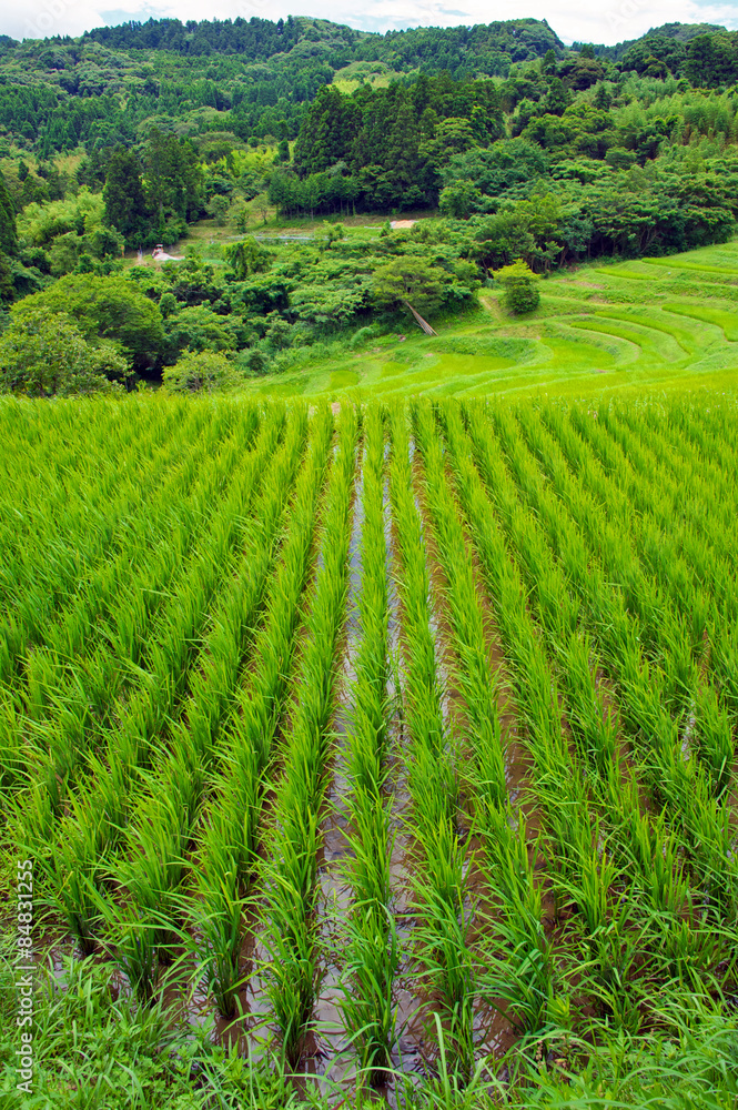 Rice Terrace of Oyama Senmaida in the Summer, Kamogawa, Chiba, Japan Rice Terrace of Oyama Senmaida in the Summer, Kamogawa, Chiba, Japan