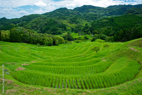 Rice Terrace of Oyama Senmaida in the Summer, Kamogawa, Chiba, Japan photo