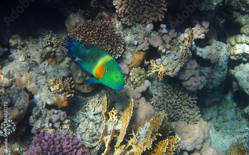 Broomtail Wrasse in the Coral Reef  Red Sea
