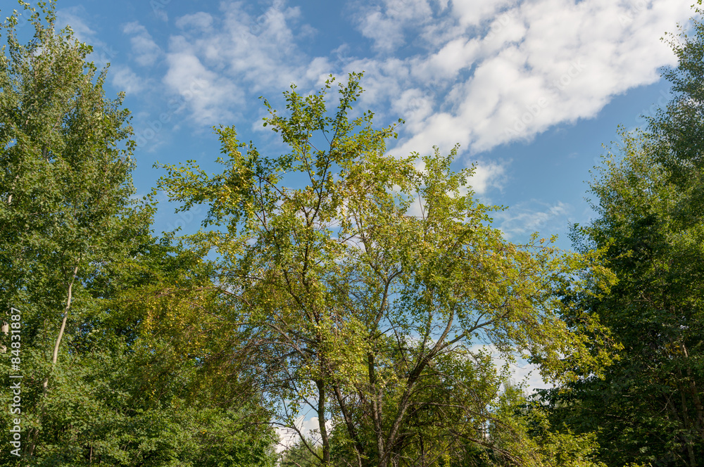 wild apple tree