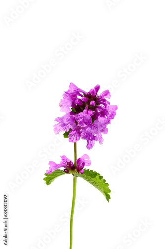 Stachys flower isolate on a white background