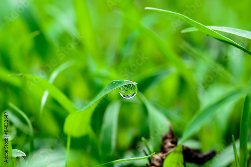 water drops on the green grass