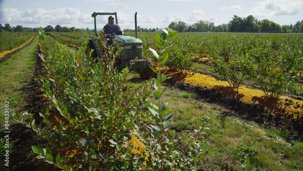 Tractor driving through blueberry field. Tractor driving through blueberry field.