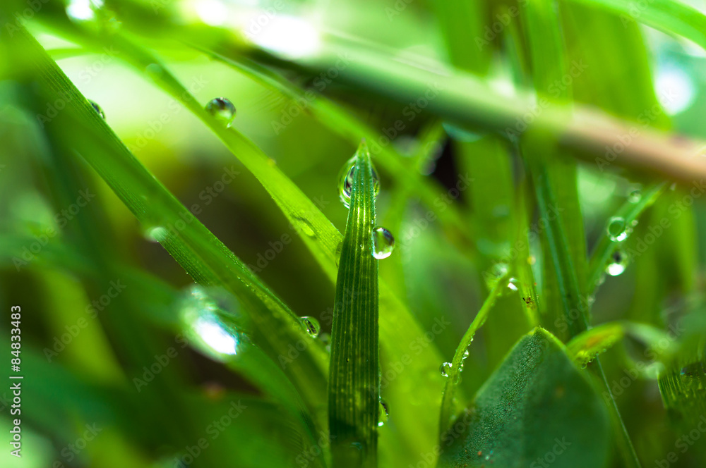 Naklejka premium water drops on the green grass