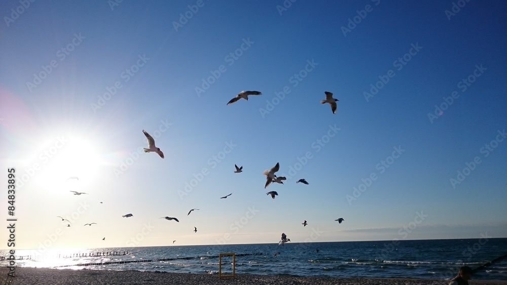 Fototapeta premium Fliegende Möwen an der Ostsee beim Sonnenuntergang am Abend
