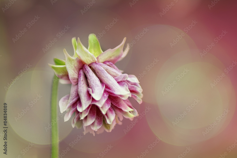 Obraz premium Pink Dream