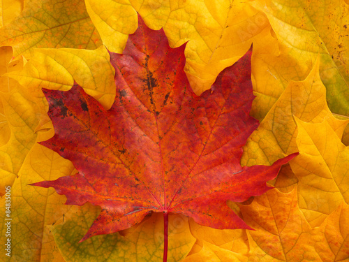 Wallpaper Mural Fall leaves Torontodigital.ca