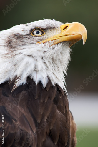 bald eagle head close up portrait
