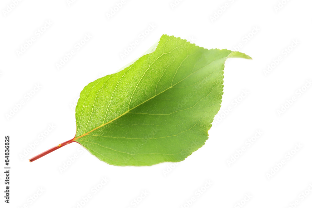 Fototapeta premium Green leaf isolated on a white