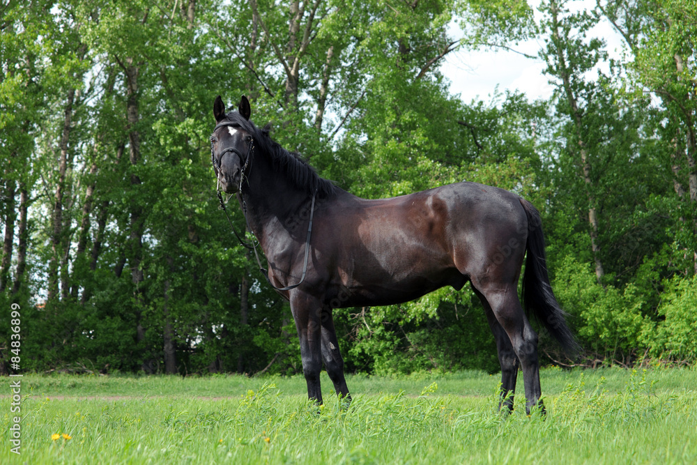 Thoroughbred horse in a farmers pasture Thoroughbred horse in a farmers pasture