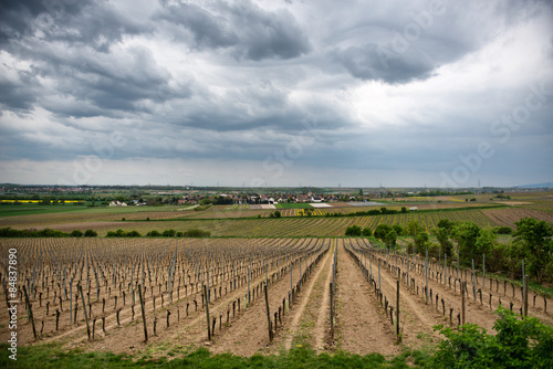Spring vineyards in Laumersheim, Germany