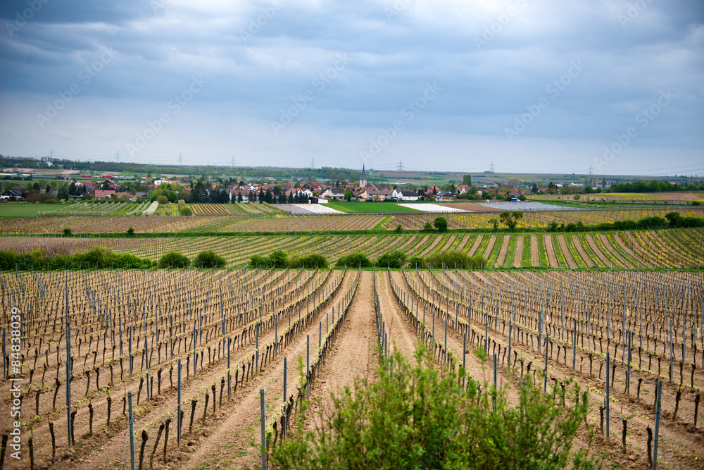 Rows of Young Grape Vines Growing in Winery Fields