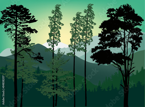 high dark trees in mountain landscape