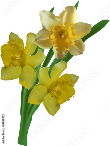 three narcissus flowers isolated on white