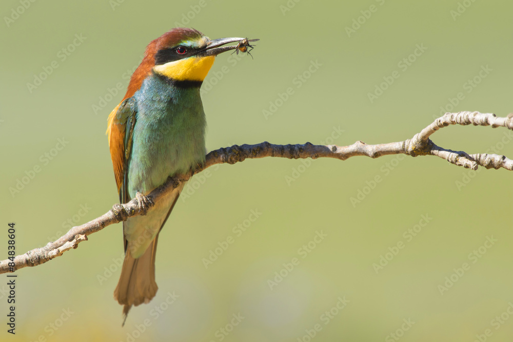 Obraz premium European bee-eater. Merops apiaster, Spain