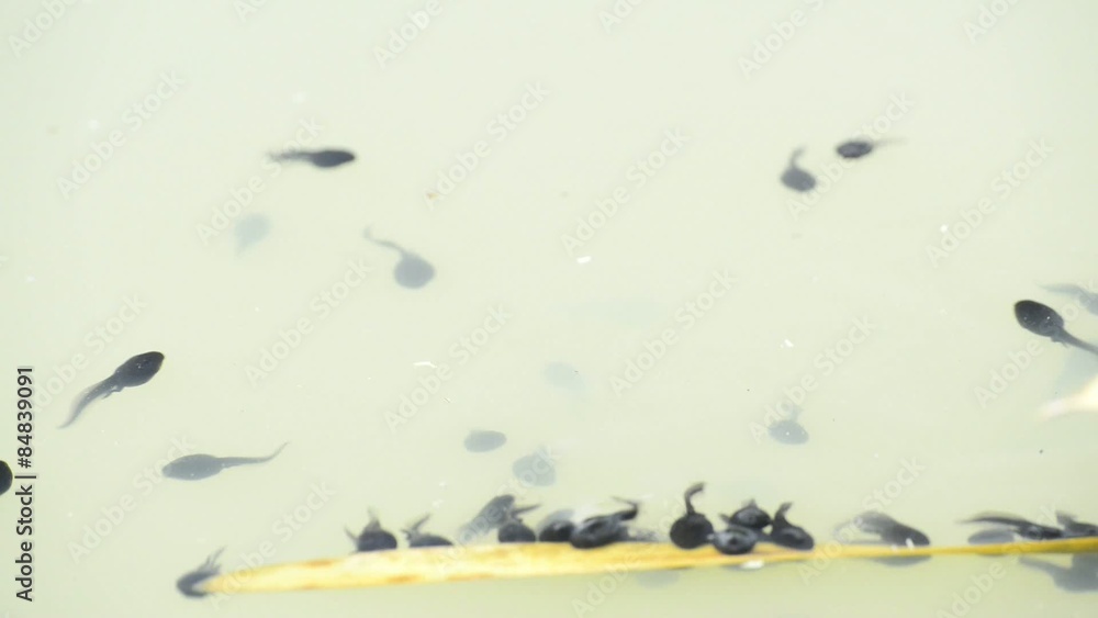 Kaulquappen im Teich StockVideo Adobe Stock