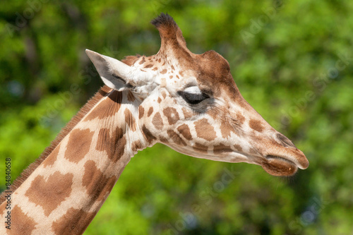 Tête de girafe en gros plan © guitou60