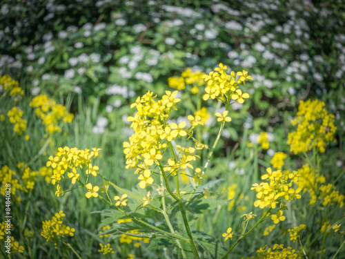 Wild flowers © alfia