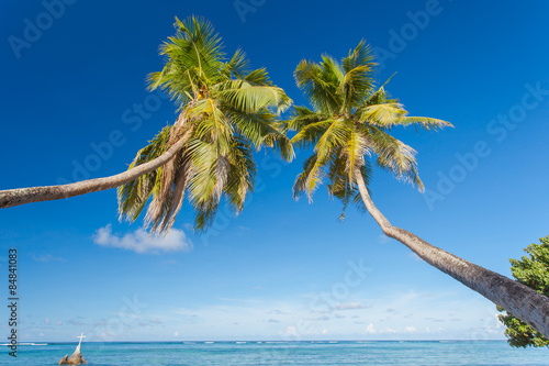 Fotografie cocotiers jumeaux penchés à Mahé aux Seychelles