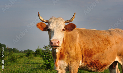 Fototapeta Naklejka Na Ścianę i Meble -  Cows on the meadow feeding