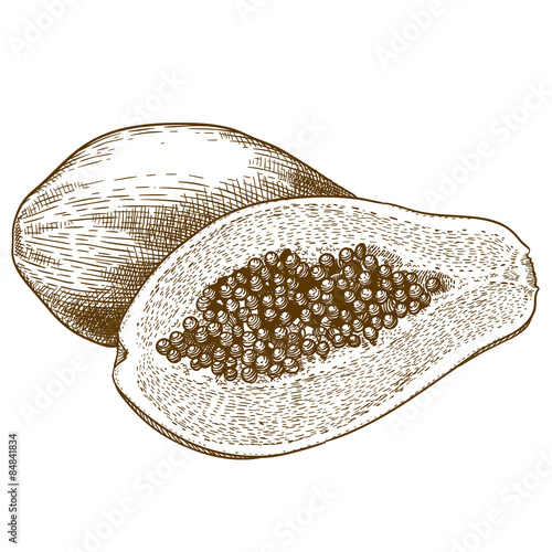  engraving  antique illustration of papaya