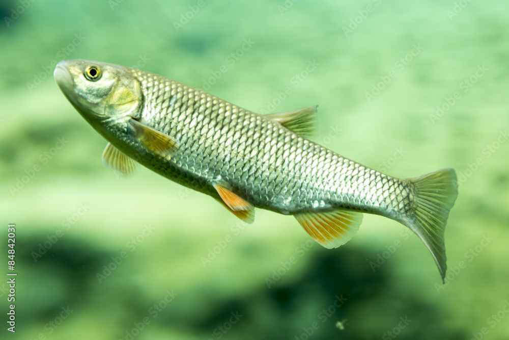 Fototapeta premium Fish swimming