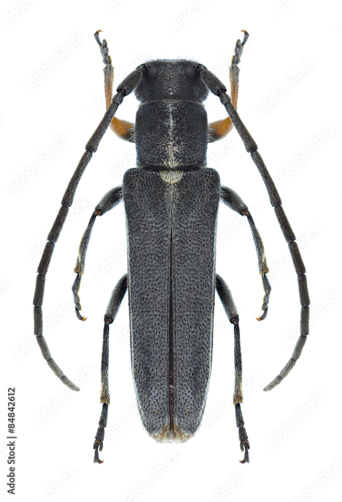 Beetle Phytoecia cylindrica Beetle Phytoecia cylindrica