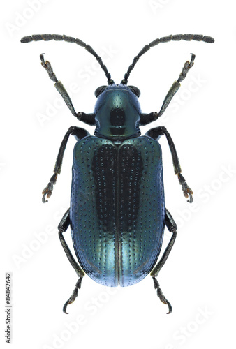 Beetle Oulema gallaeciana © als