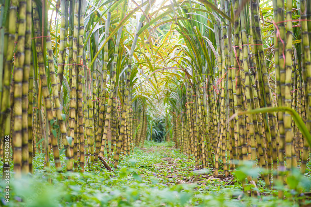 Φωτογραφία fresh sugarcane in garden