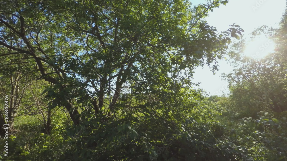 Sunny forest. 360 degree panorama rotation. 4K. Sunny forest. 360 degree panorama rotation. 4K.