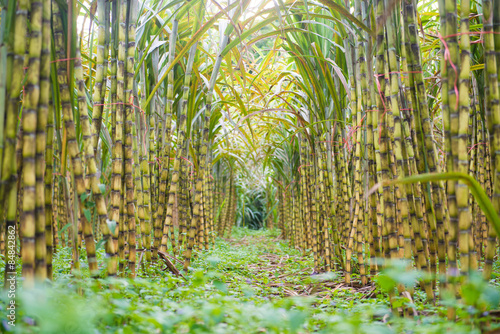 fresh sugarcane in garden photo