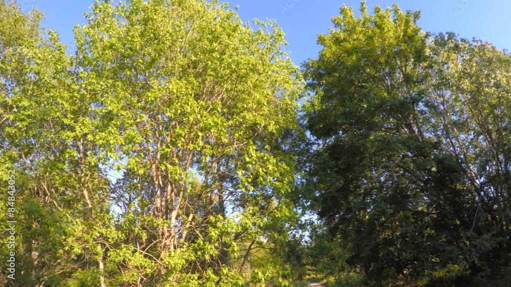 Sunny forest. 360 degree panorama rotation. Sunny forest. 360 degree panorama rotation.